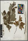 Foto von Salix appendiculata Vill.